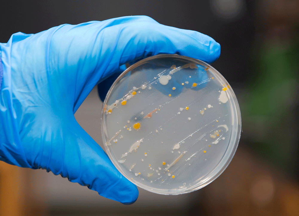 Closeup of gloved hand holding Petri dish with bacteria growth
